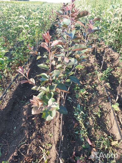 Яблоня недзвецкого и роялти