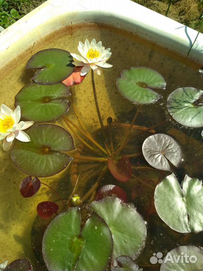 Нимфея белая (лилия, кувшинка) для пруда