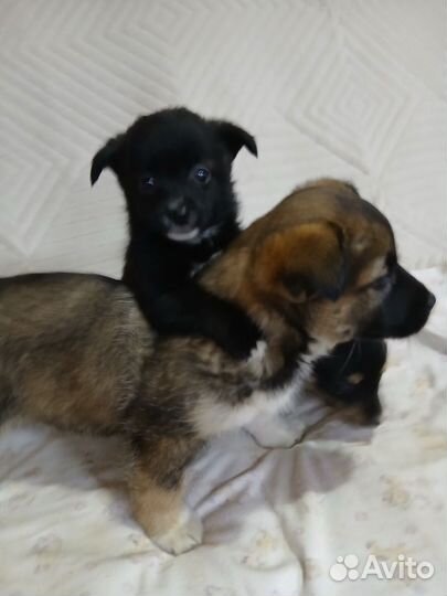 Отдам в добрые руки,маленьких щенят