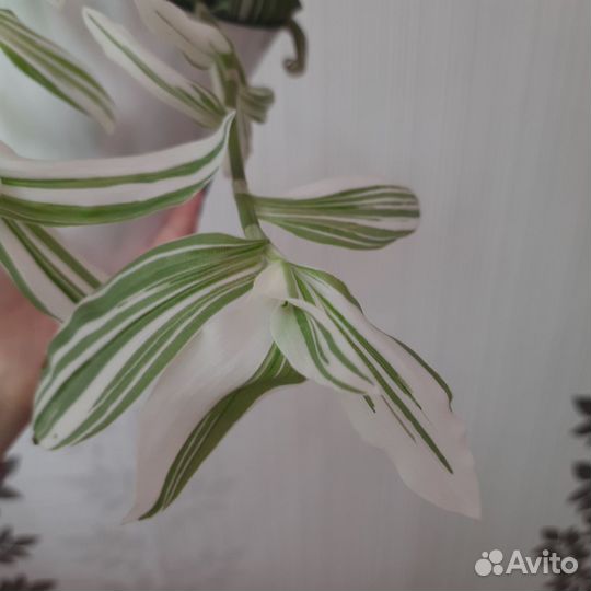 Традесканция