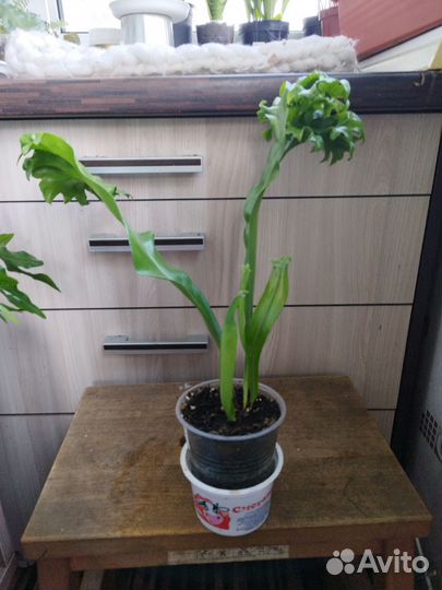 Микросорум папоротник 2