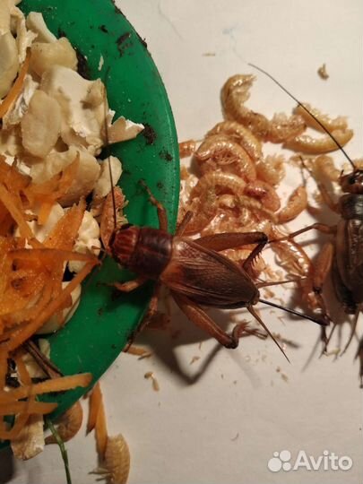 Банановые сверчки, Зофобас