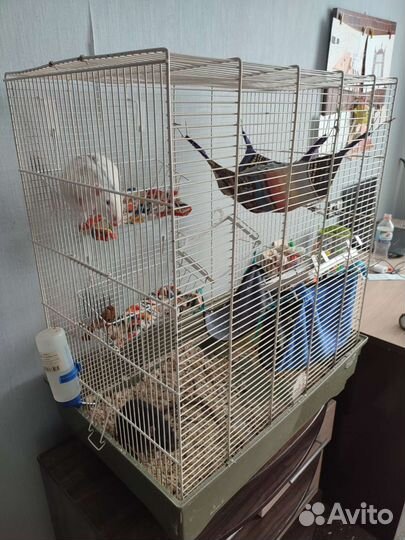 Клетка большая с крысами