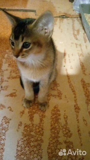 Абиссинские котята