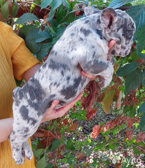 Француз мрамор кобель