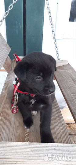 Щенки в хорошие руки