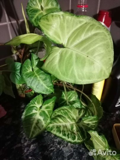 Сингониум, бегония, хлорофитум и др