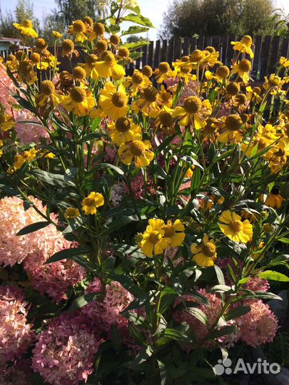 Гелениум желтый