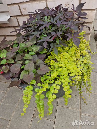 Ипомея и колеусы вегетативные