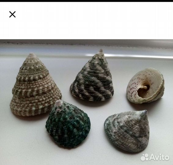 Морские ракушки
