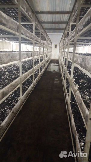 Грибоводство (шампиньоны)