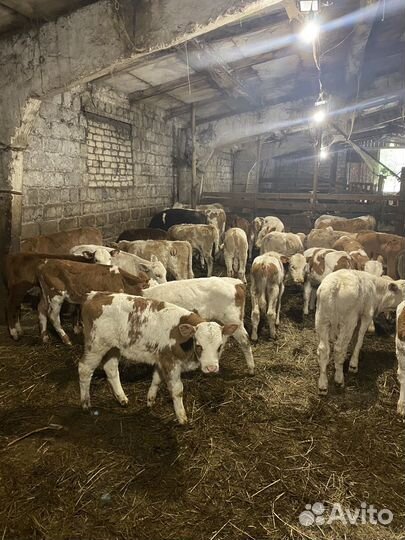 Телята бычки сементалы