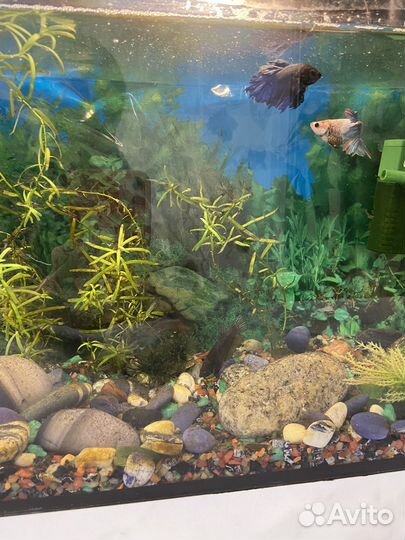 Аквариум 10 л с рыбками