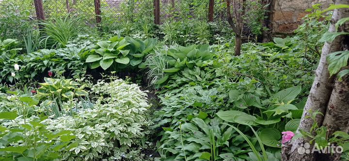 Хоста. Большие кусты