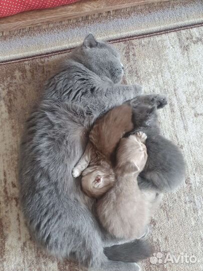 Котята Бриташки