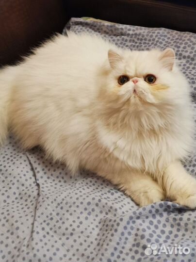 Персидская кошка
