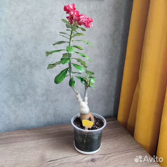 Адениум сорт 