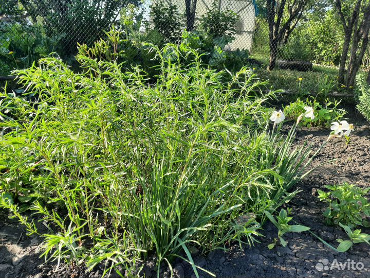 Эстрагон тархун