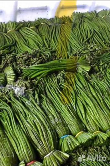 Папоротник орляк соленый