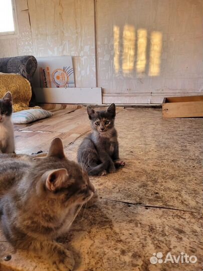 Котята ищут дом