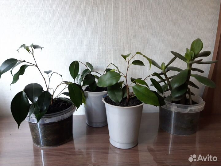 Отростки фикуса, денежного дерева