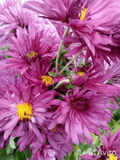 Хризантема кустовая саженцы