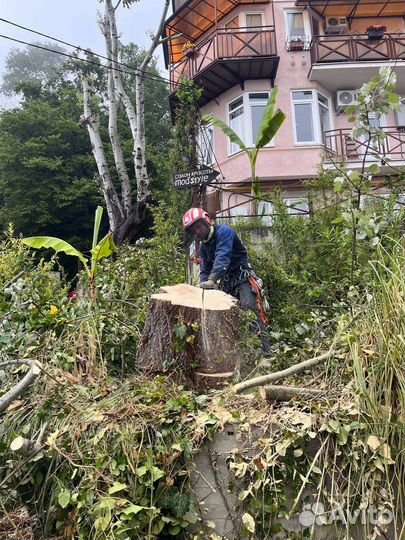 Спил деревьев расчистка участков