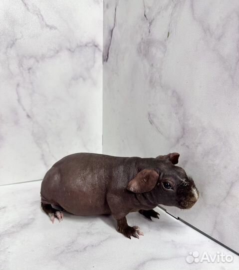 Морская свинка скинни