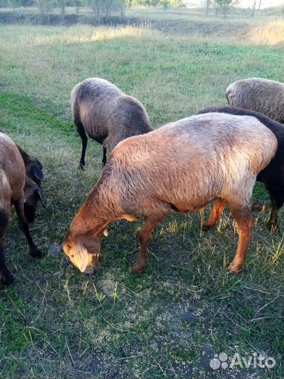 Курдючные бараны овцы