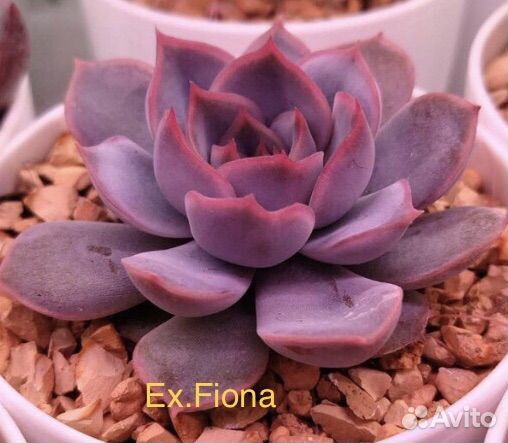 Листики суккулентов