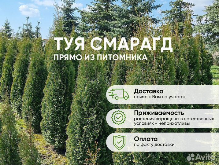 Туя Смарагд 130-150см от 15шт. Доставка