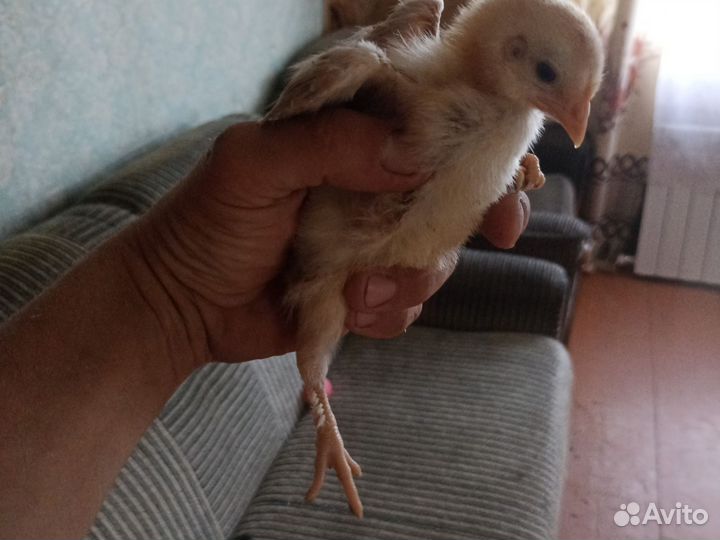 Цыплята подрощеные