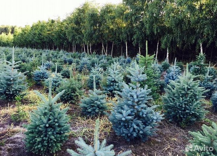 Настоящая Голубая ель. Не Российский. Еловый лапни