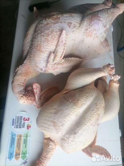 Продам индюков