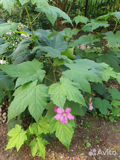 Клён-малина