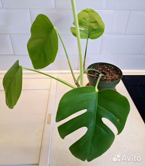 Mонстеpa деликатесная