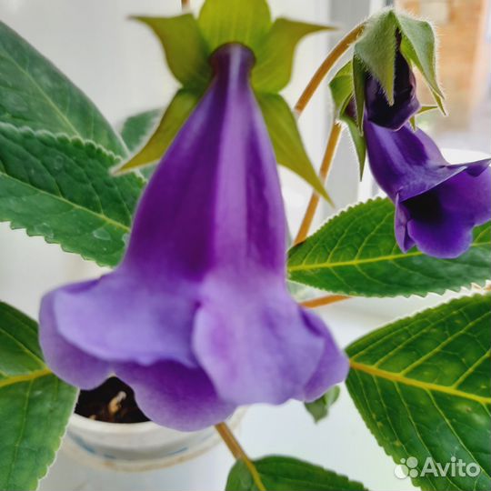 Глоксиния,тидея