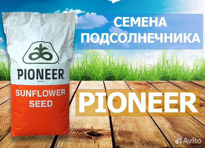 Гибриды семена подсолнечника Пионер (Pioneer)