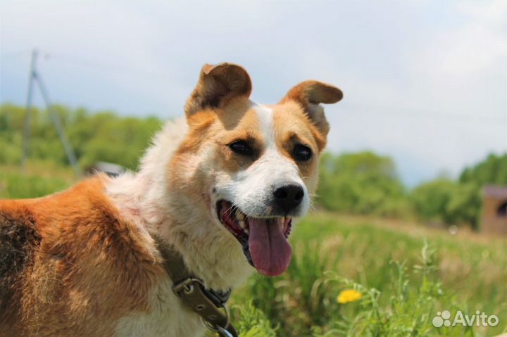 Собака на охрану и для души в добрые руки