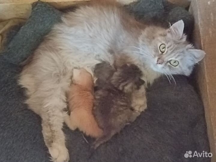 Отдам котят в добрые руки
