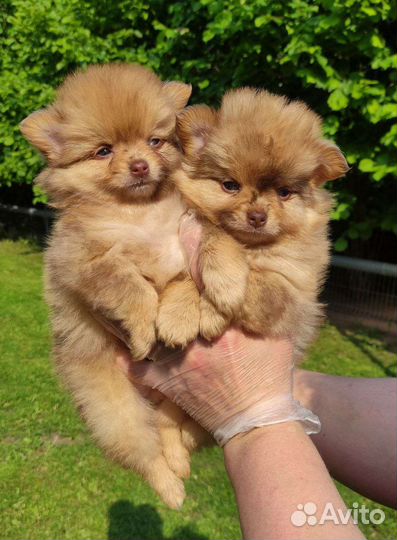 Длинношерстные чихуахуа