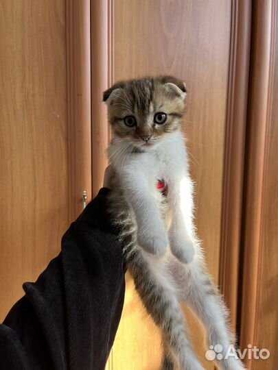 Шотландская