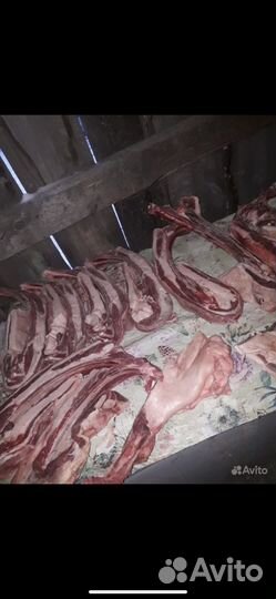 Мясо конина