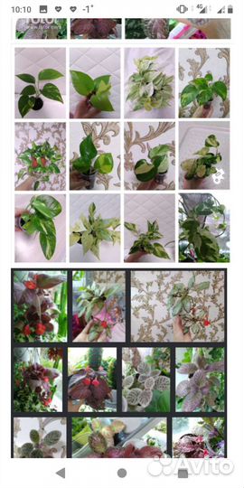 Цветы, комнатные растения