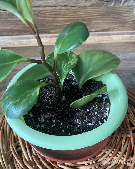 Пеперомия растение