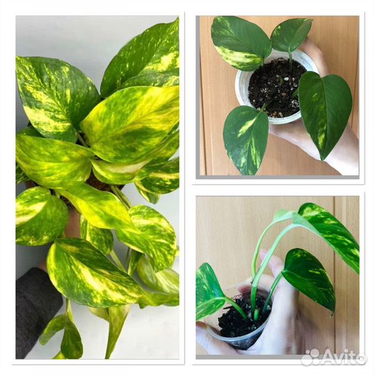 Сциндапсус эпипремнум