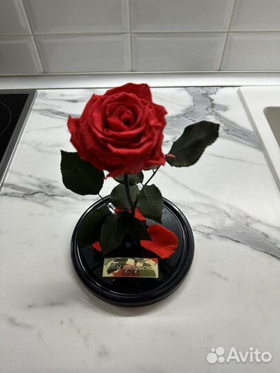 Вечная роза в колбе