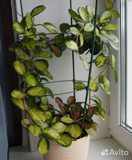 Хойя аустралис лиза