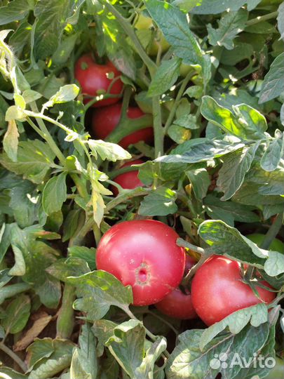 Розовые помидоры