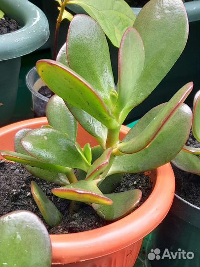 Крассула. Дерево денег